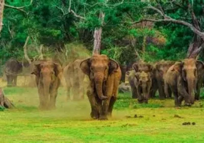National Parks in Sri Lanka