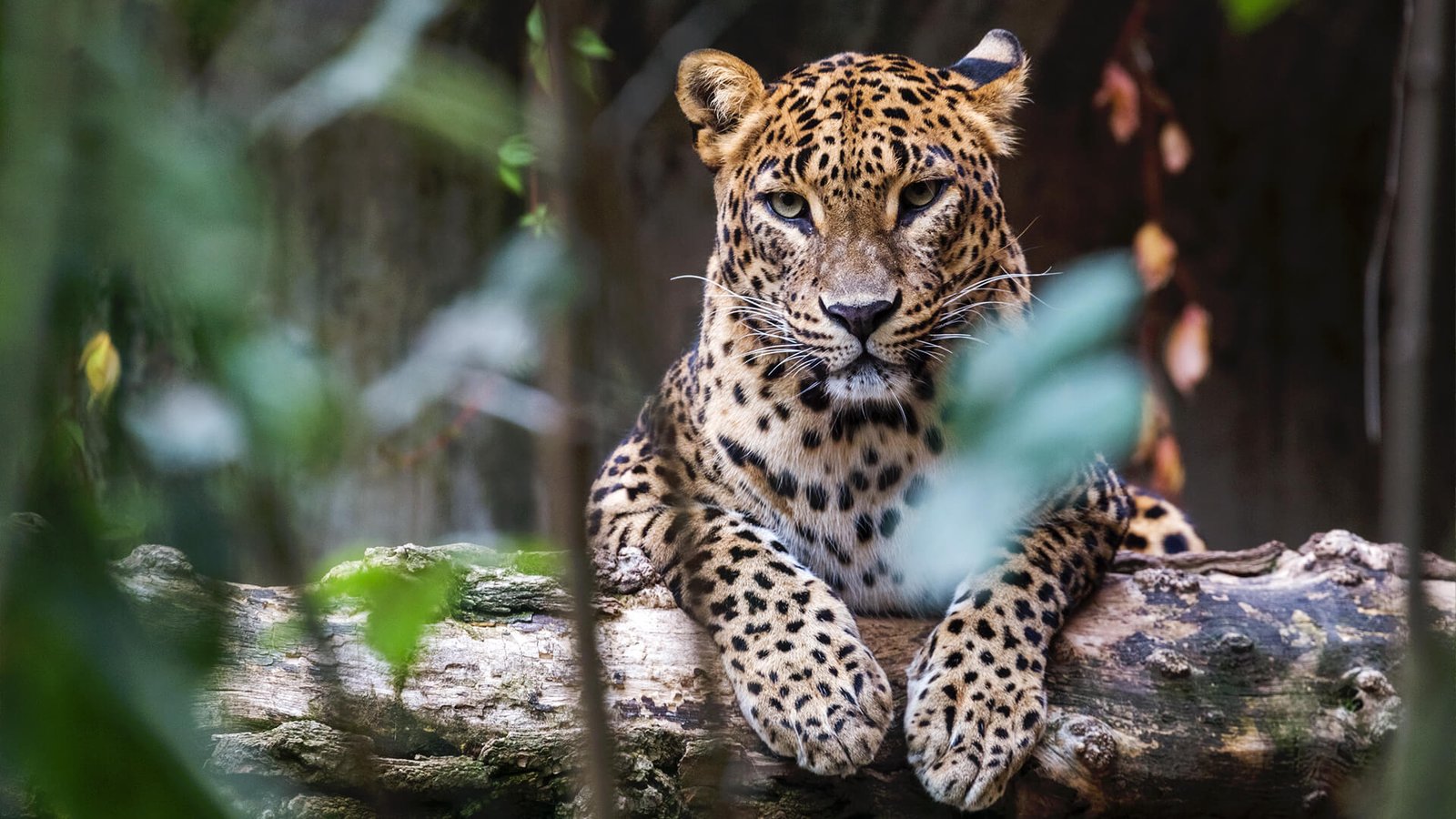 sri-lanka-leopard-asian